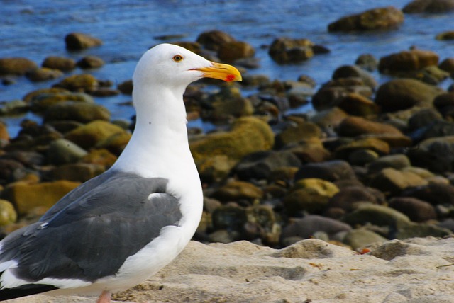 Free Seagull Beach photo and picture
