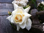 rose, spray rose, rambler