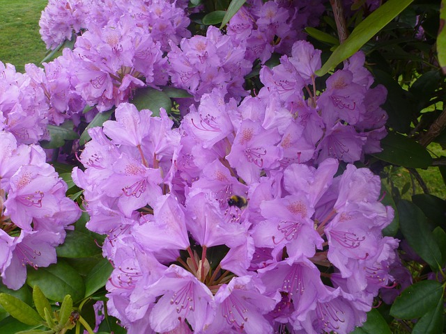 Free Flowers Pink photo and picture