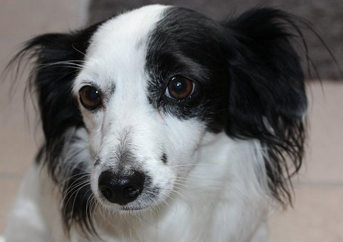 Free Dog Animal photo and picture