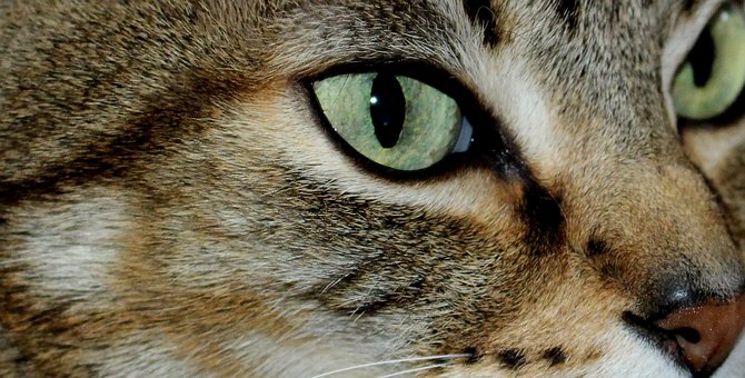 Free Cat Cats photo and picture
