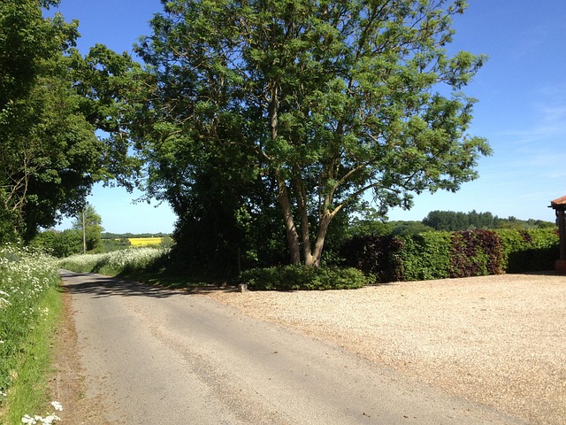 Free Trees Nature photo and picture