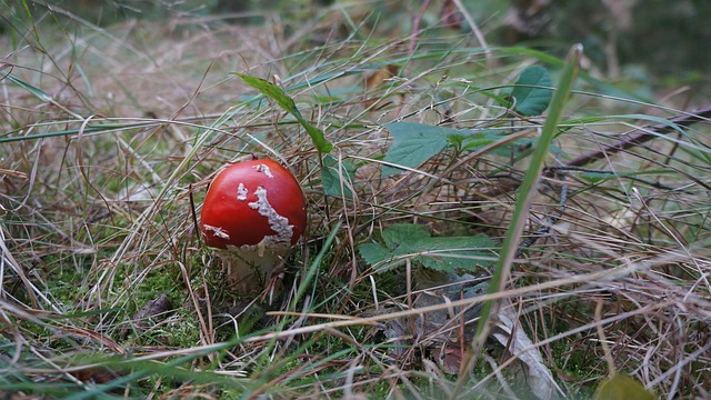 Free Forest Mushroom photo and picture