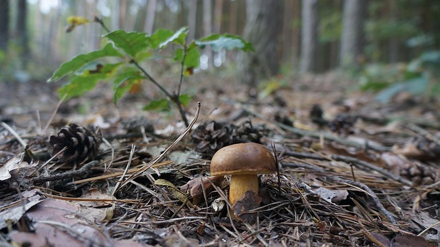 Free Mushroom Pine Cones photo and picture