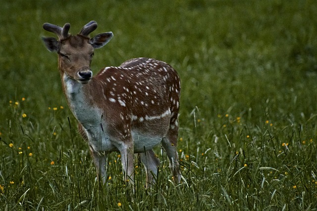 Free Damm Wild Cute photo and picture
