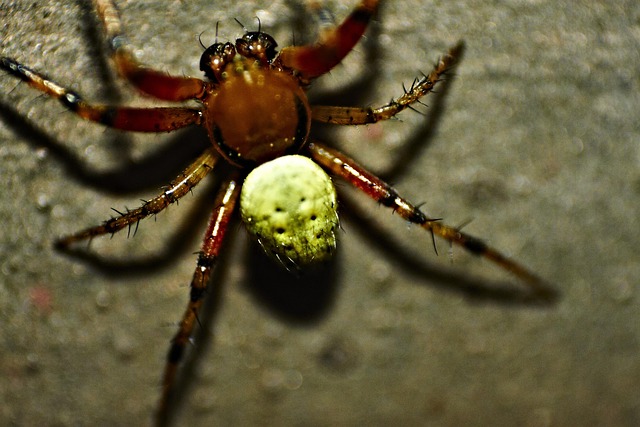 Free Pumpkin Spider Spider photo and picture