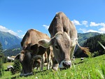 cows cow, austria, pasture
