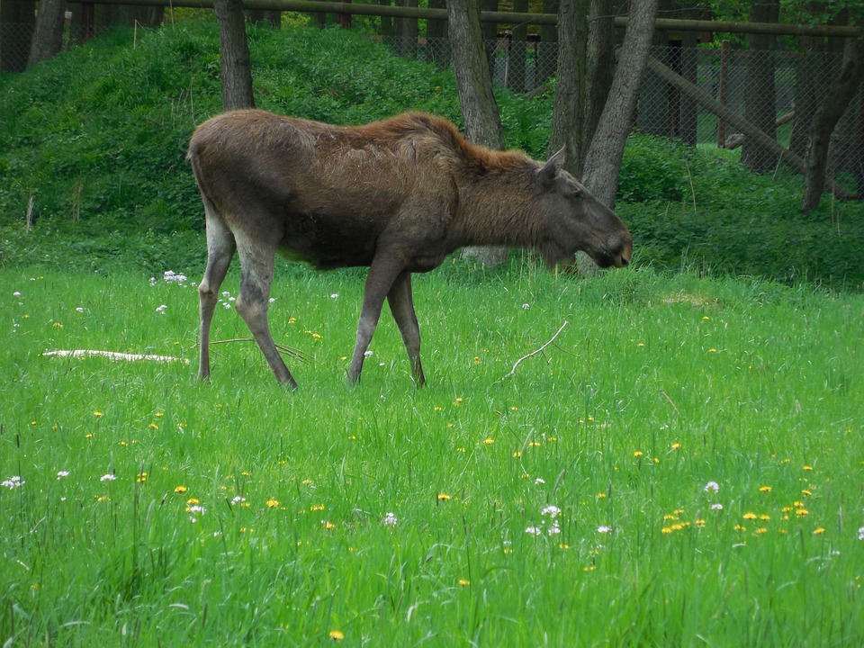 Alce Naturaleza Parque De Vida - Foto gratis en Pixabay - Pixabay