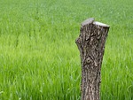 tree, stump, dead