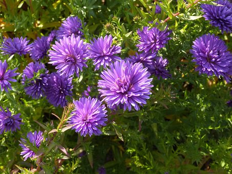 Flores, Flores Silvestres, Fundo Flor