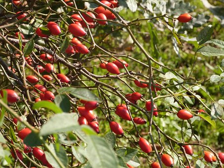 Vermelho, Folha, Arbusto, Fruta
