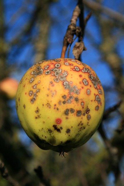 Æble, Æbletræ, Rust, Frugt, Fejl