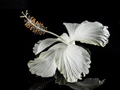Hibiscus Syriacus - Free photo on Pixabay