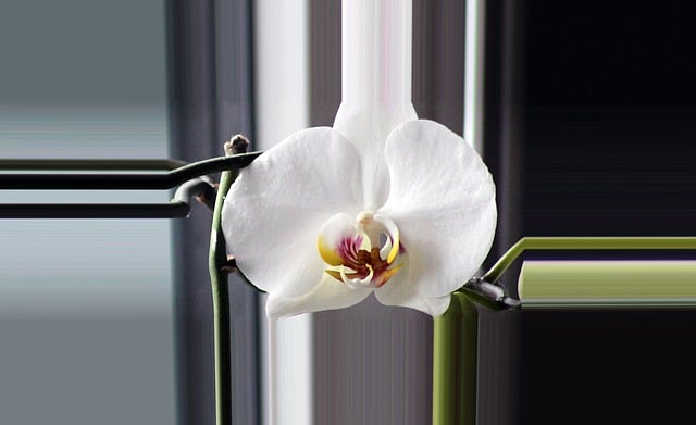Free orchid blossom bloom illustration