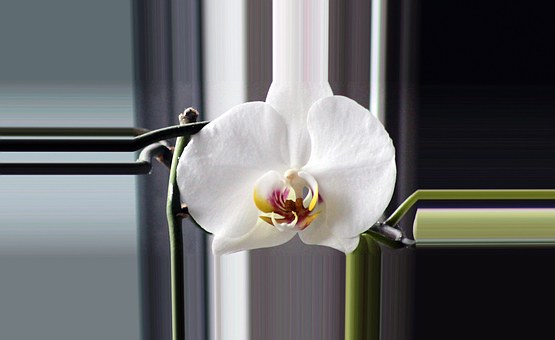 Free Orchid Blossom illustration and picture