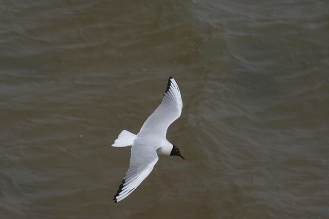 Free Seagull Gull photo and picture