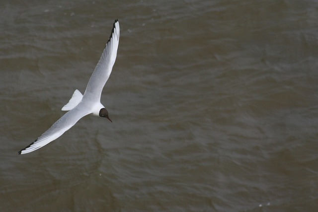Free Seagull Gull photo and picture