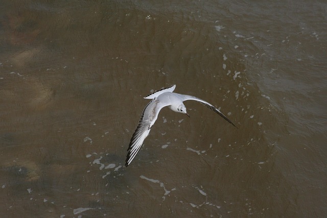 Free Seagull Gull photo and picture