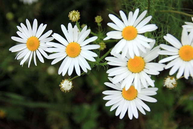 Free Nature Plant photo and picture