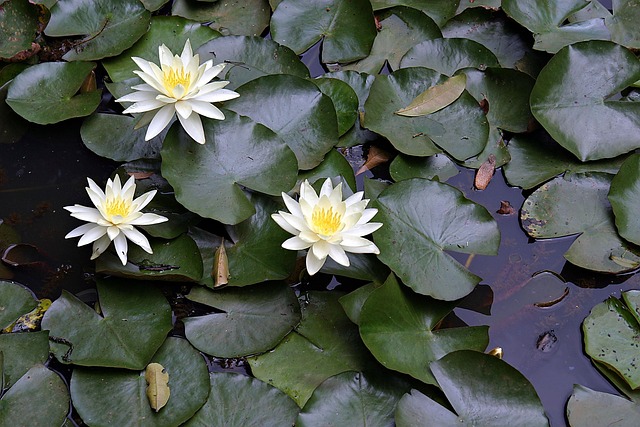 Free Flower Water photo and picture