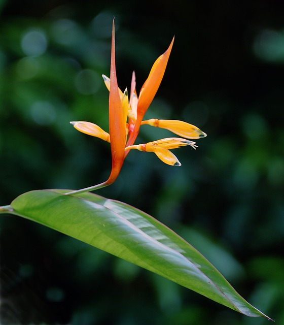 Free Flower Bud photo and picture