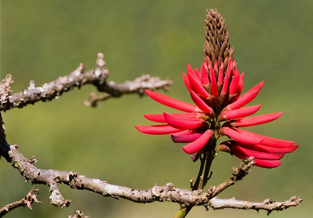 Free Flower Branch photo and picture