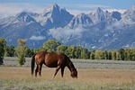 horse, meadow, mountains