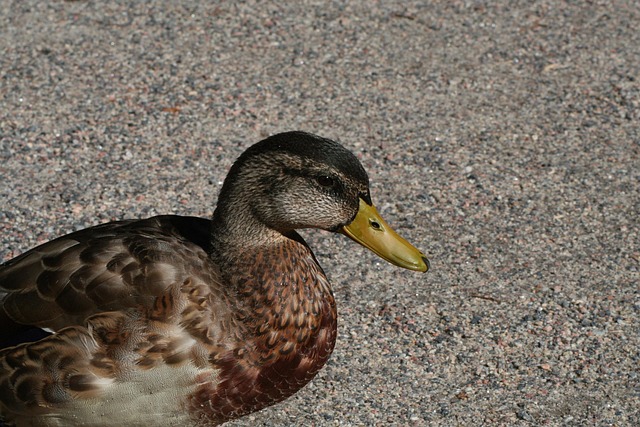 Free Duck Bird photo and picture