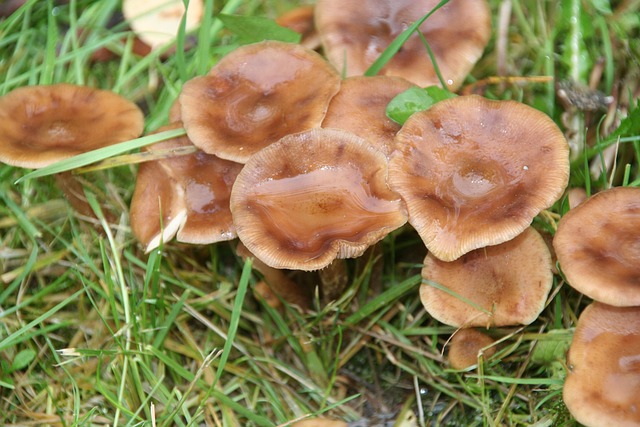 Free Mushroom Nature photo and picture