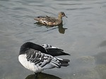 branta leucopsis, barnacle goose, anas penelope
