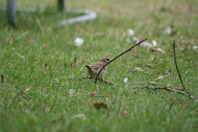 Free Passer Domesticus Bird photo and picture
