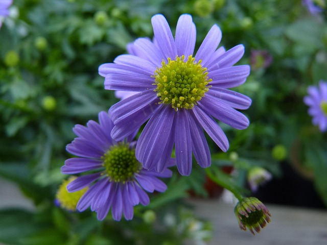 Free Flower Blossom photo and picture