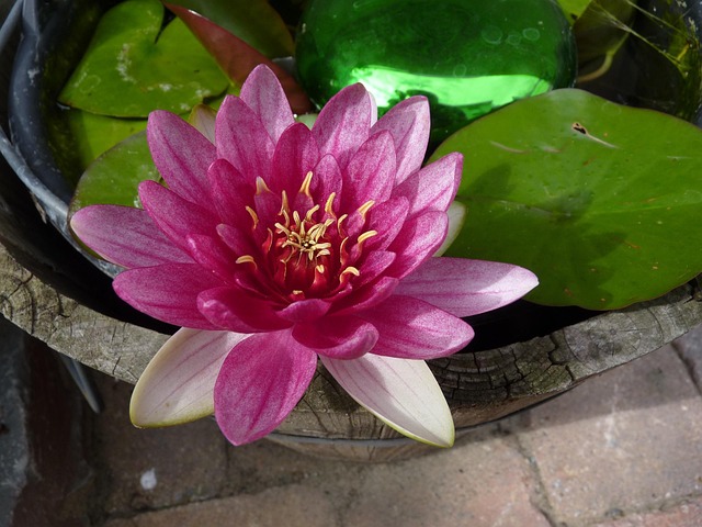 Free Water Lily Flower Wallpaper photo and picture