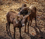bighorn sheep, ovis canadenis, rocky mountain sheep