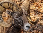 bighorn ram, male, horns