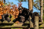 chimpanzees, chimps, chimp family