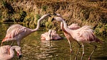 bird, flamingos squabling, altercation