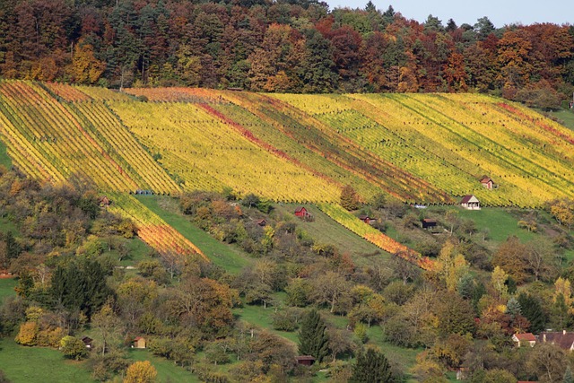 Free Vineyard Fall photo and picture