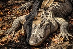 american alligator, alligator, crocodilian