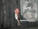 house finch, bird feeder, close-up