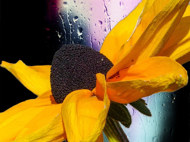 Free Cone Flower Plant photo and picture