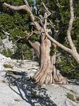 gnarled, knotty, snagged