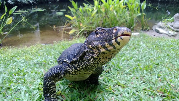 Monitor, Iguana, Lizard, Monitor Lizard