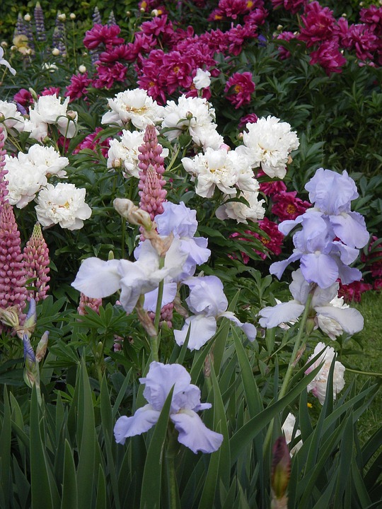 Free photo Iris, Lupine, Peony, Flowers Free Image on Pixabay 205140