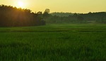 paddy field, sunlight, sagar