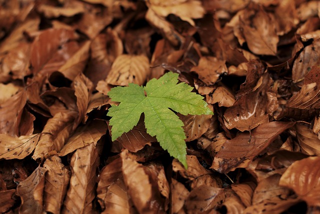 Free Leaf Fall photo and picture