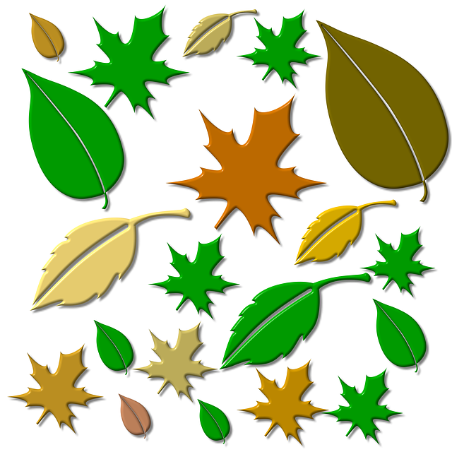 Free leaf leaves autumn forest illustration