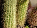 cactus, plant, desert