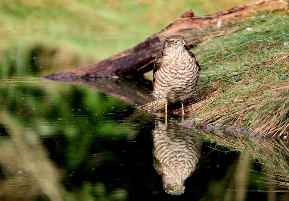Sperber, Raubvogel, Spiegelbild
