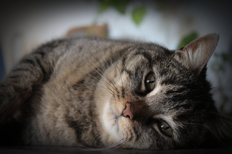猫 吉祥物 动物 - Pixabay上的免费照片 - Pixabay